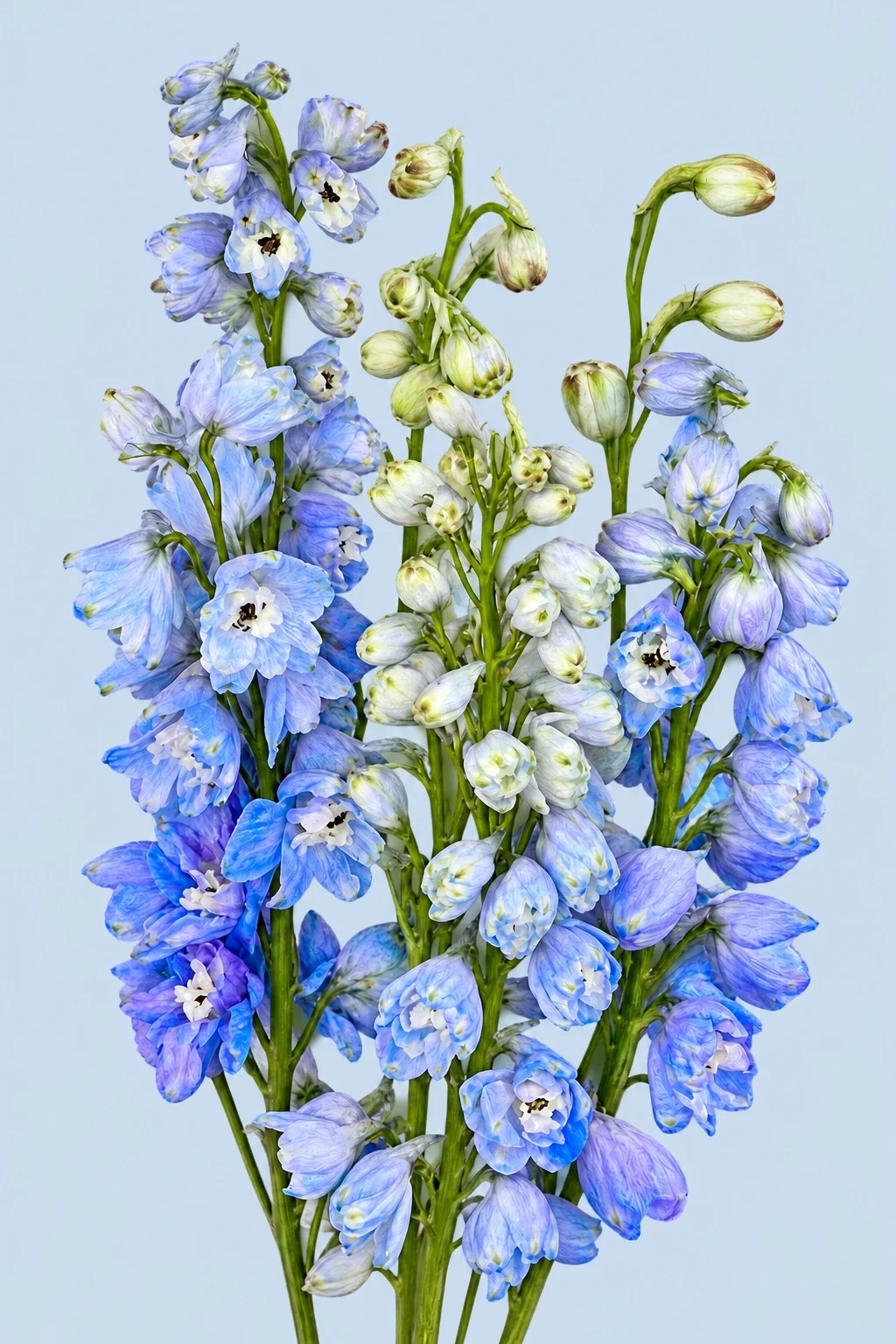 Slender blue delphinium spires with small flowers and unopened green buds on a plain blue background
