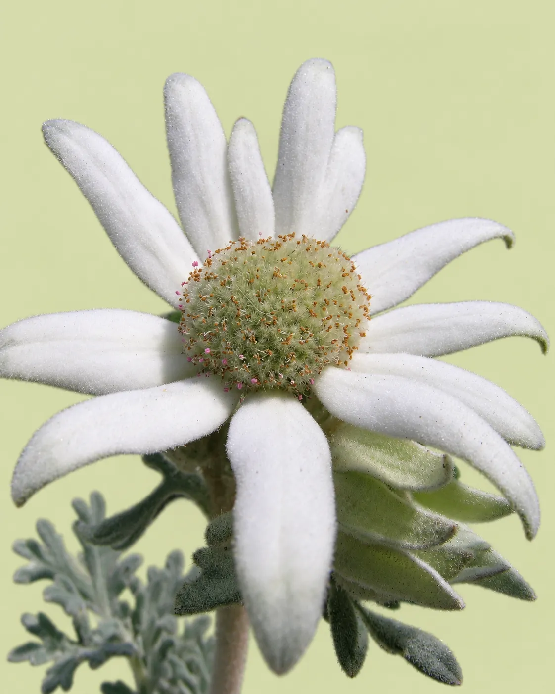 A real flannel flower with fuzzy white pointed bracts, green tips and a pale-green centre