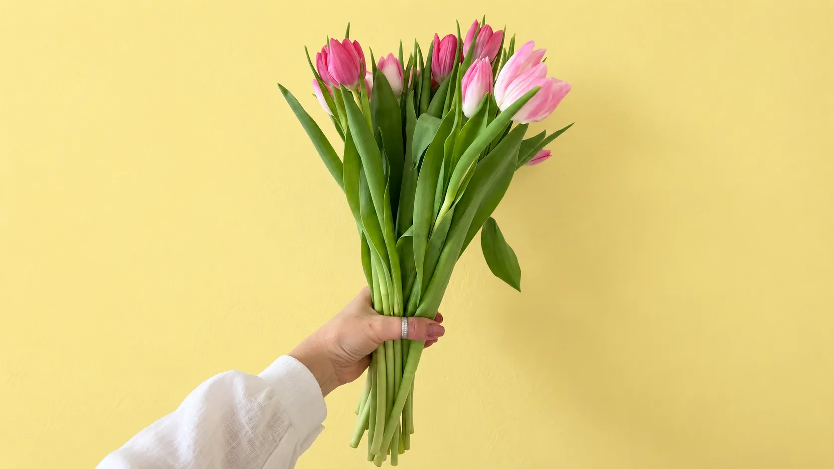 A hand loosely holding fresh pink tulips by their green stems against a butter-yellow wall
