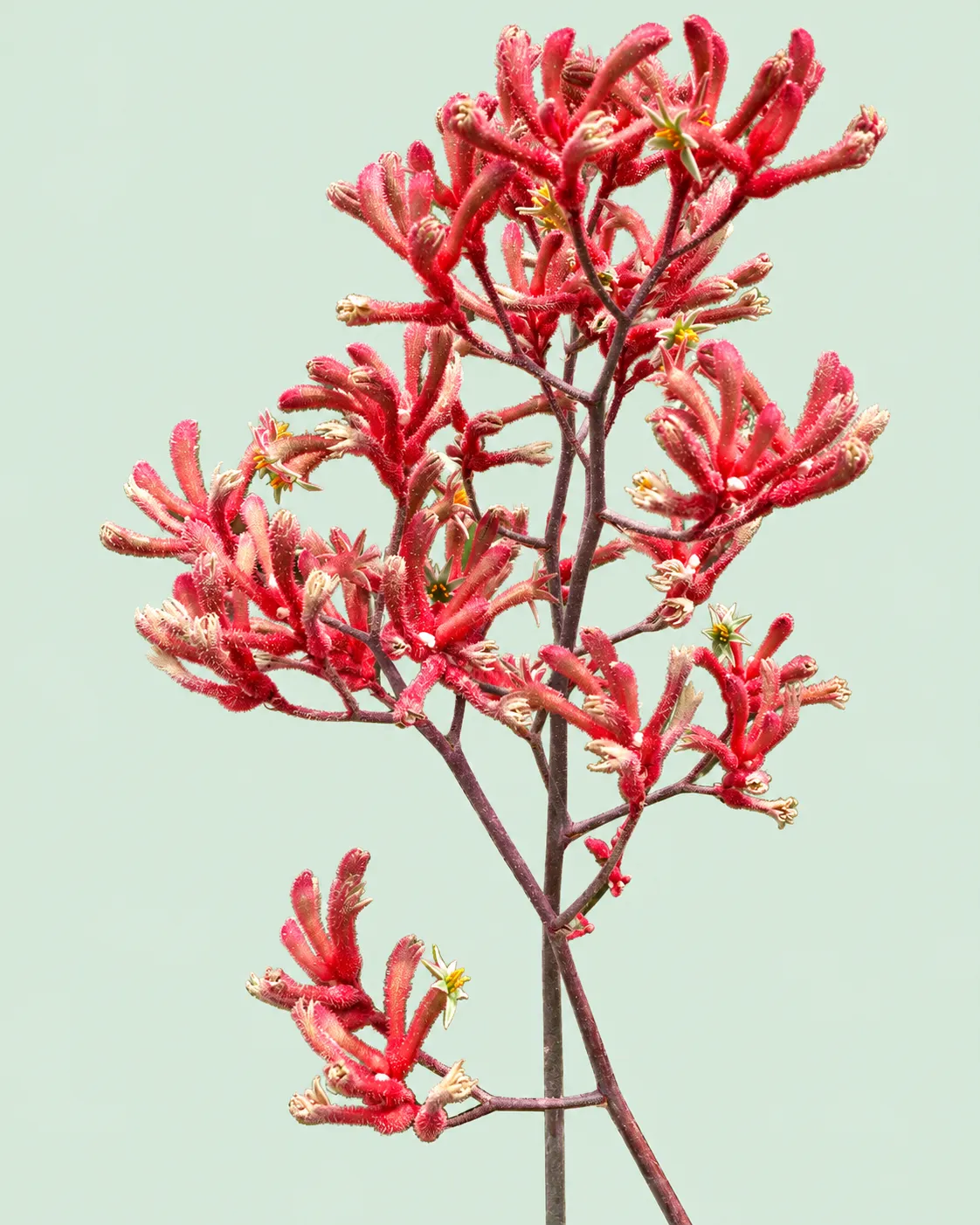 Red kangaroo-paw tubes covered in fine hairs, connected to a branching stalk, with small open green-yellow tips