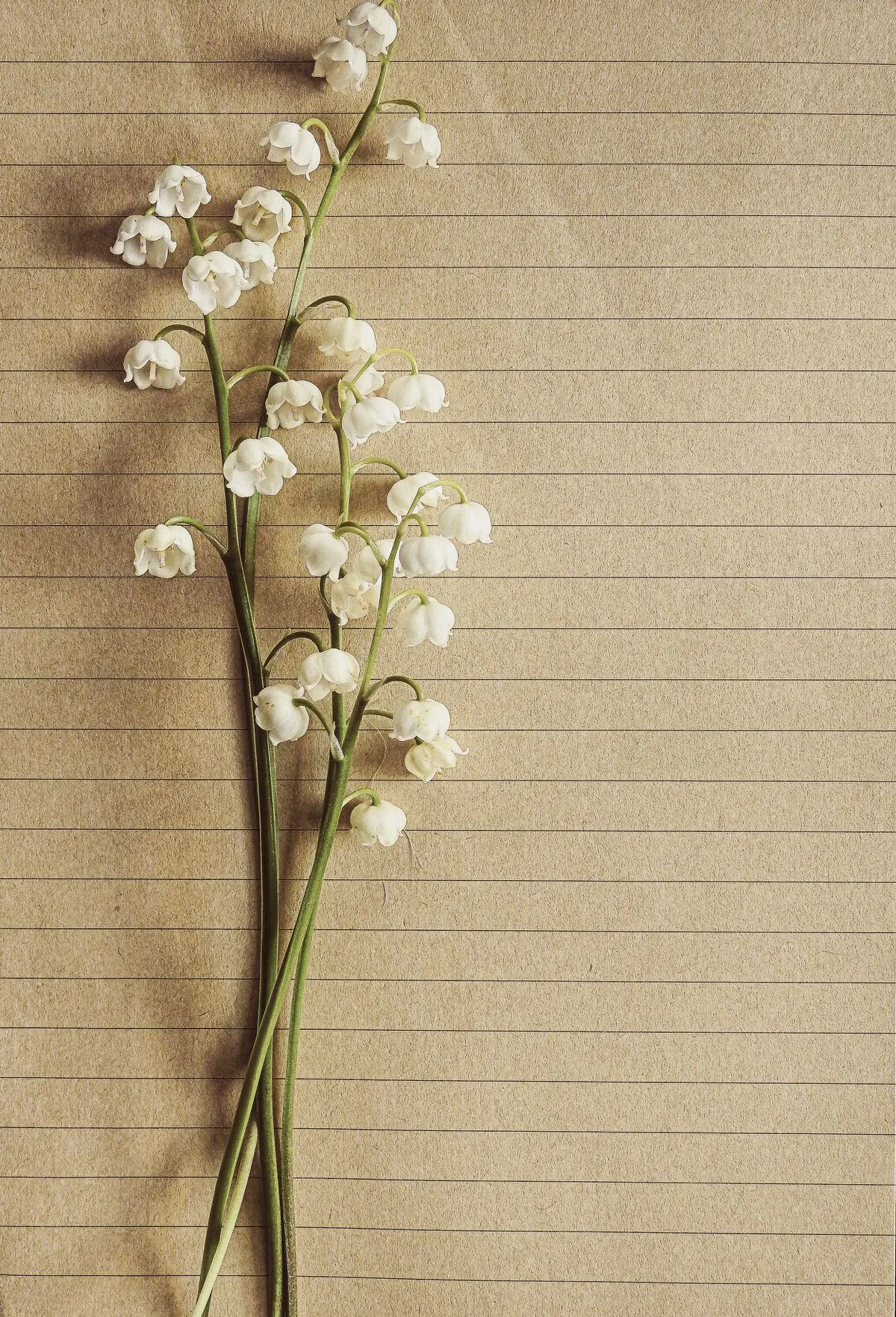 Lily of the valley stems with tiny white bells on textured paper