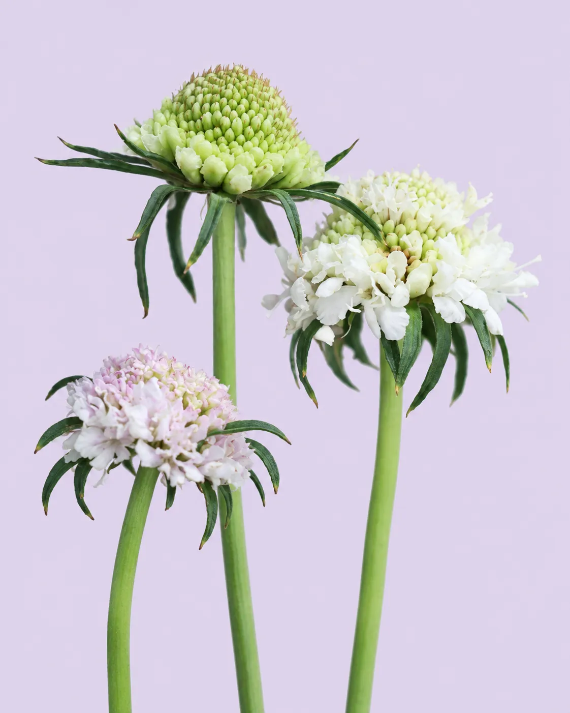 Fresh pale scabiosa flowers with frilled florets, raised pincushion centres and slender green stems