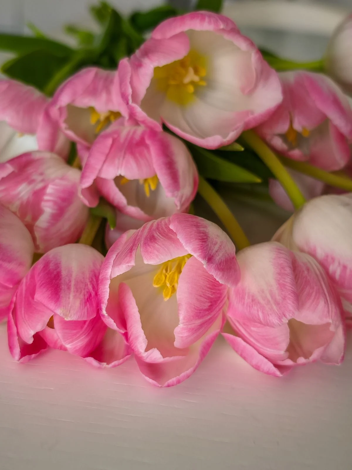 Close view of pink tulip petals and green stems